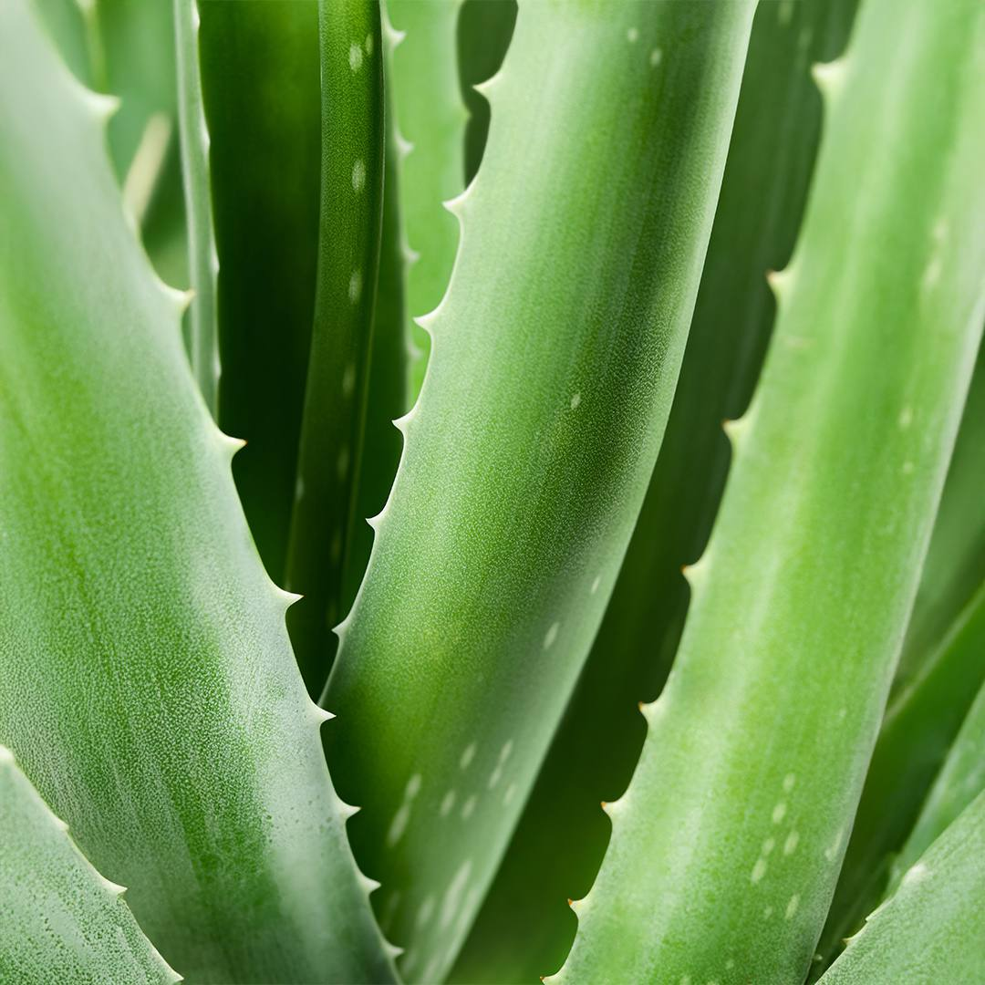 Aloe Vera Day Face Cream